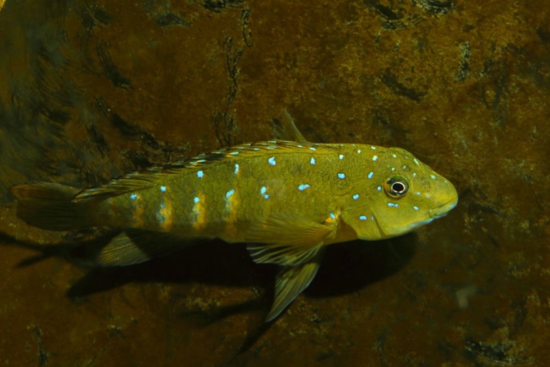 Spathodus sp. 'erythrodon kitumba' Kitumba